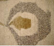 Custom Made Carpets | The Shambala Collection | IL